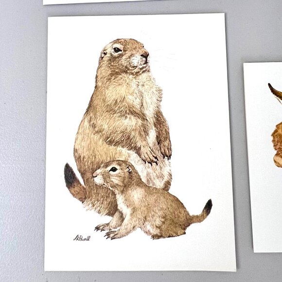 Vintage 1980's Current American Wildlife Ecology Set of 5 Blank Note Cards - Picture 7 of 9